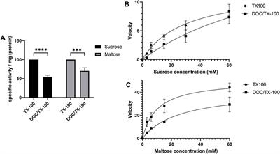 Interaction between the α-glucosidases, sucrase-isomaltase and maltase-glucoamylase, in human intestinal brush border membranes and its potential impact on disaccharide digestion